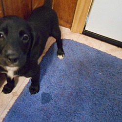 Thumbnail photo of Wilkes #1 Black Puppy Adopted! #1