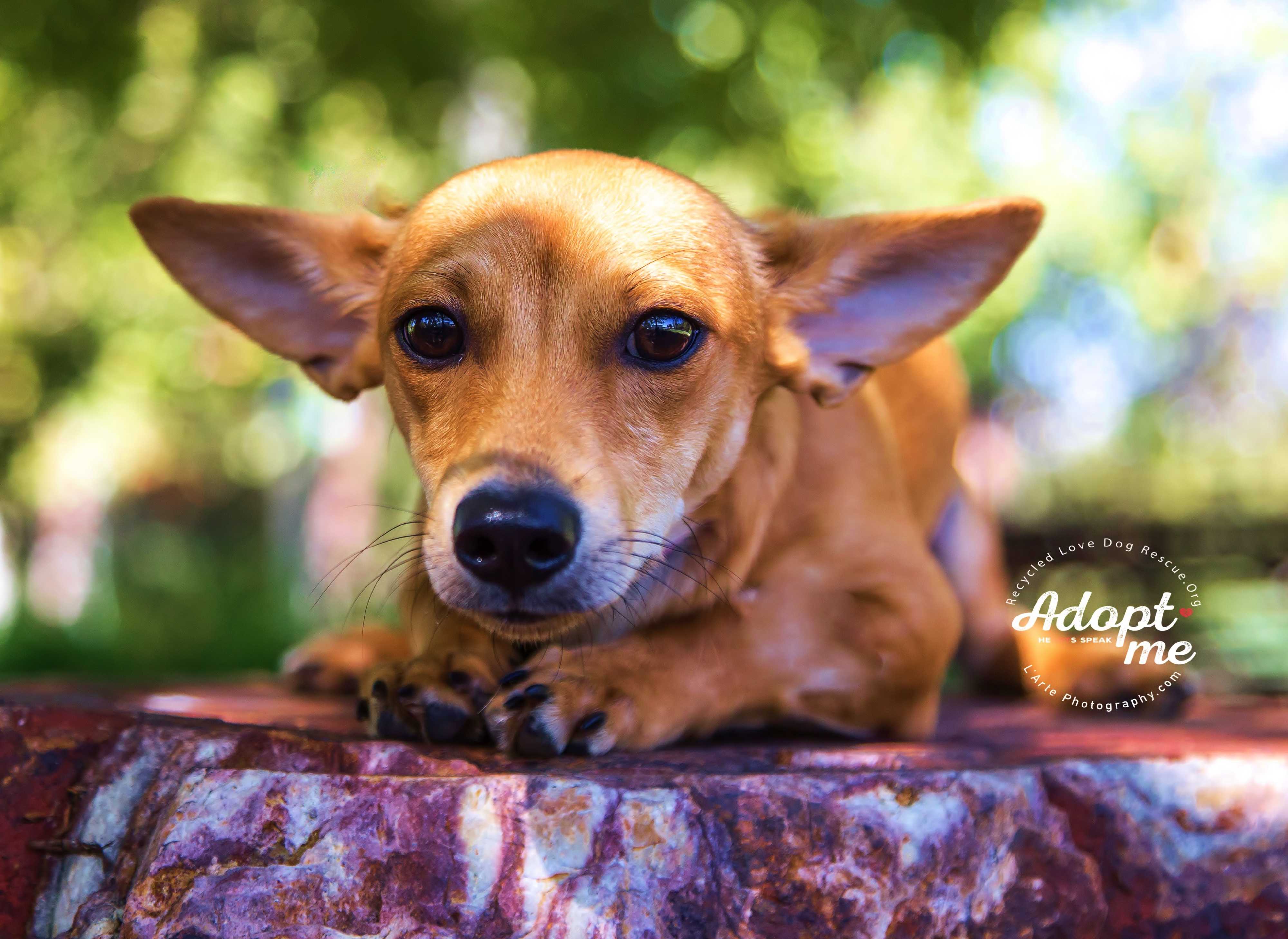 Inland Empire Ca Corgi Meet Royce A Pet For Adoption
