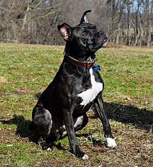puppy pacifier petsmart