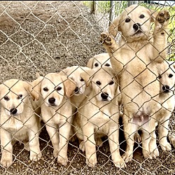 Photo of 101 Yellow Labs