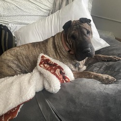 Photo of Porkchop