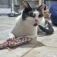 adopt a pet