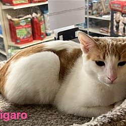 Thumbnail photo of Figaro #3