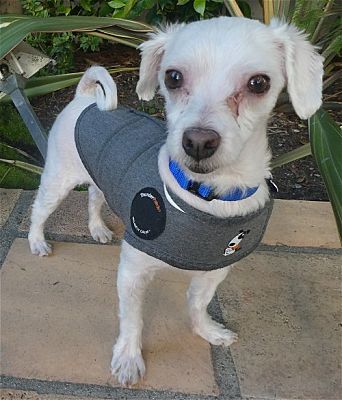 Los Angeles, Ca - Maltese. Meet Charlie A Pet For Adoption - Adoptapet.com