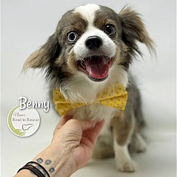 Thumbnail photo of Benny #1