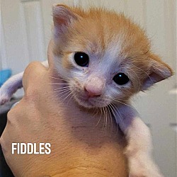 Thumbnail photo of Fiddles #4