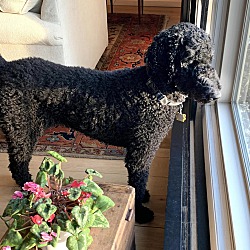 Thumbnail photo of Lillah - Standard Poodle #4