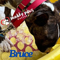 Thumbnail photo of Bruce #3