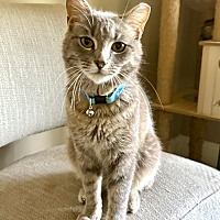 adopt a pet