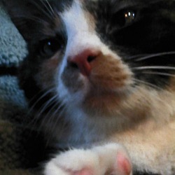 Thumbnail photo of Peeta #4