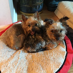 Thumbnail photo of Coco and Molly (a bonded pair) #2