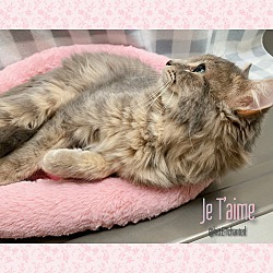 Thumbnail photo of Je T'aime #3