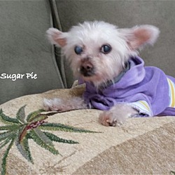 Thumbnail photo of Sugarpie*Adopted #1