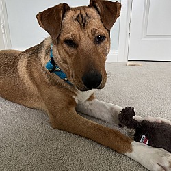 Photo of Buddy - 3