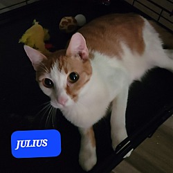 Thumbnail photo of Julius #2