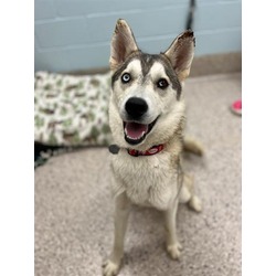 Photo of *JUDE PAWS