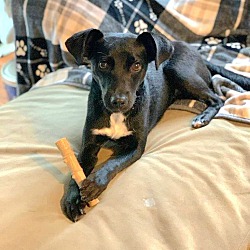Photo of Gumbo
