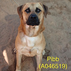 Photo of Pibb