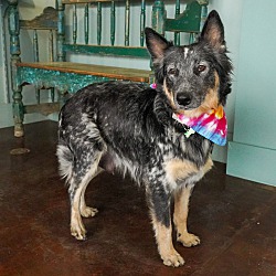 Photo of Biscuit