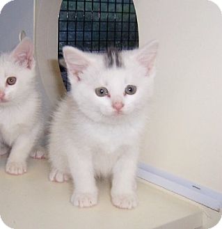 Taylor Mill, KY - Turkish Van. Meet 