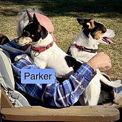 Thumbnail photo of Parker (ID) #2