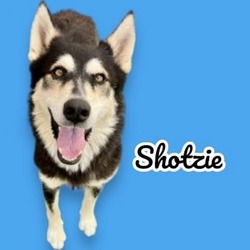 Photo of Shotzie  - Pending