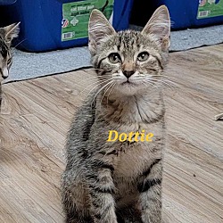 Thumbnail photo of Dottie #3