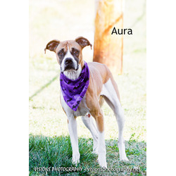 Thumbnail photo of Aura #1