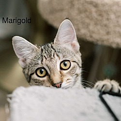 Thumbnail photo of Marigold #4