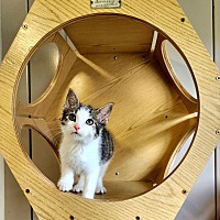 adopt a pet