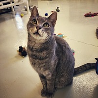 adopt a pet
