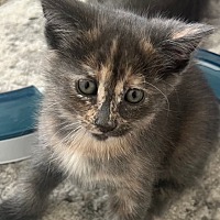adopt-pet