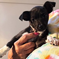adopt a pet