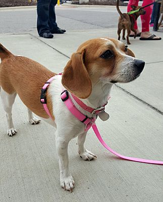 Columbus, OH - Beagle/Chihuahua. Meet Penelope a Pet for Adoption ...