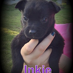 Thumbnail photo of Inkie #3