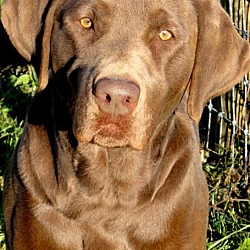 Thumbnail photo of CHARLIE(WOW!! ONE GORGEOUS LAB #2