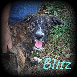 Thumbnail photo of Blitz #4