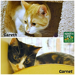 Thumbnail photo of Gareth & Garnet #2