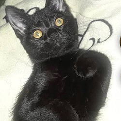 Thumbnail photo of Ziegel-Black Cats are Amazing #2