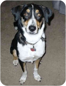 Columbus, OH - Australian Shepherd. Meet RUDY a Dog for Adoption.