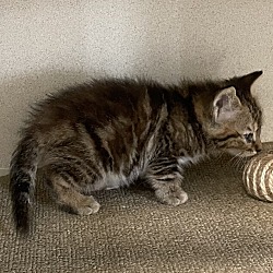 Photo of Lil Bit