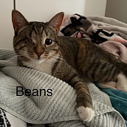Thumbnail photo of Beans #1