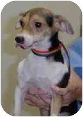 Boca Raton, Fl - Terrier (unknown Type, Medium). Meet Stewart A Pet For 