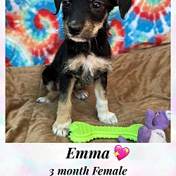 Photo of EMMA- 3 MONTH FEMALE TERRIER