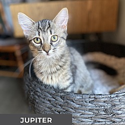 Thumbnail photo of Jupiter #1