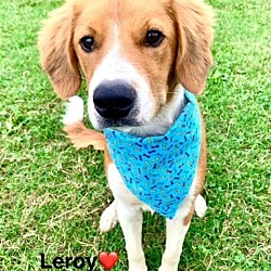 Thumbnail photo of Leroy #4