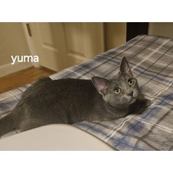 Thumbnail photo of Yuma #2