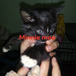 Photo of Minnie Moo