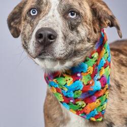 Photo of Camo (HW+) Foster to Adopt