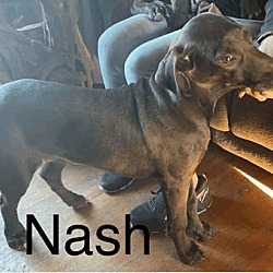 Thumbnail photo of Nash #3
